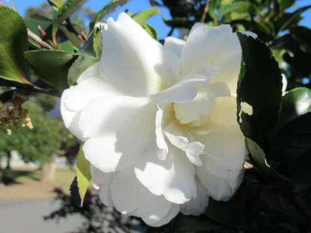 Camellia 'Hatsu Hikari'