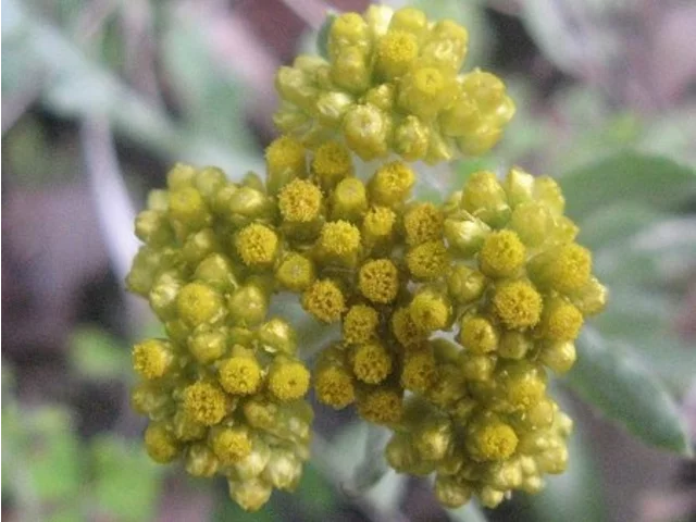 鼠麴草