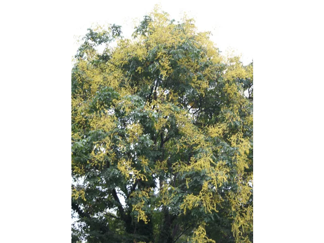 Chinese flame tree