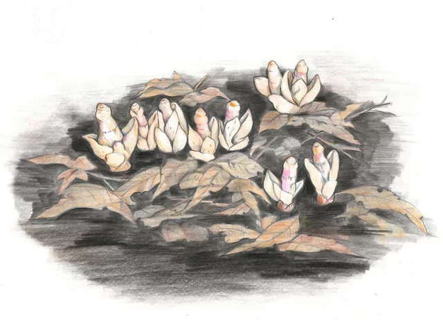 帽蕊草