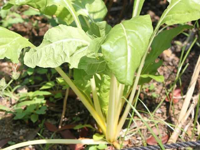 瑞士甜菜