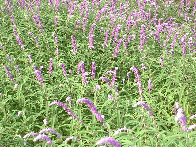 Salvia leucantha