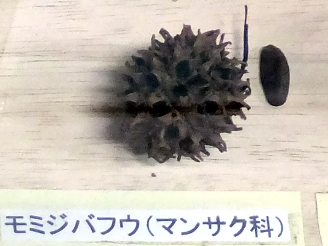 Liquidambar styraciflua