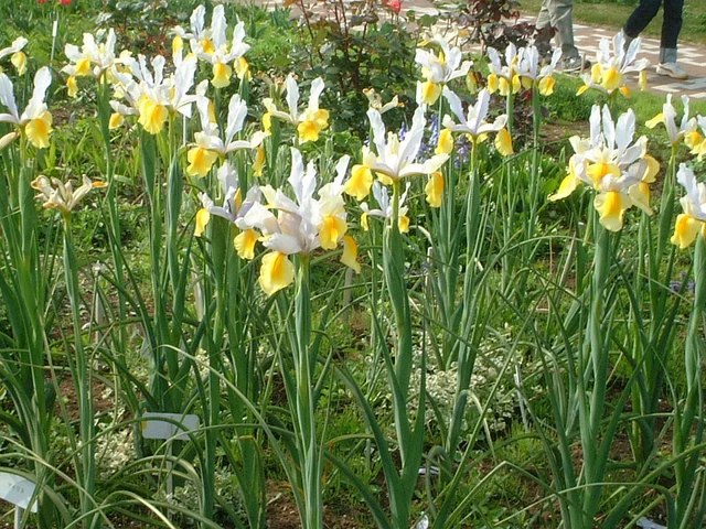 Duch iris