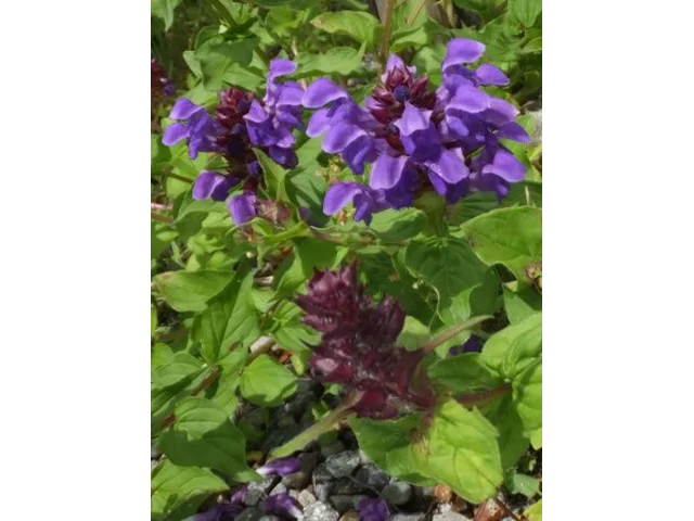 立山夏枯草