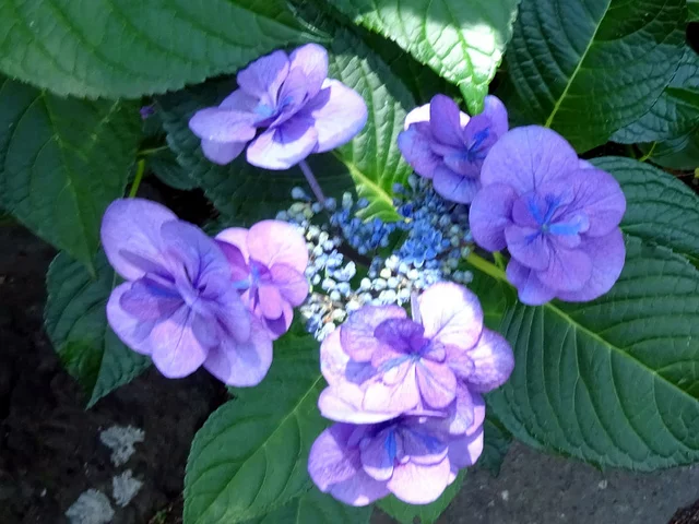 H.m. "Posy bouquet Kacy"