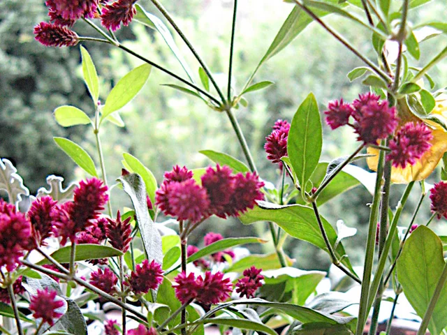 センニチコボウ（千日小坊、学名：Alternanthera porrigens 'Senniti-kobo'）