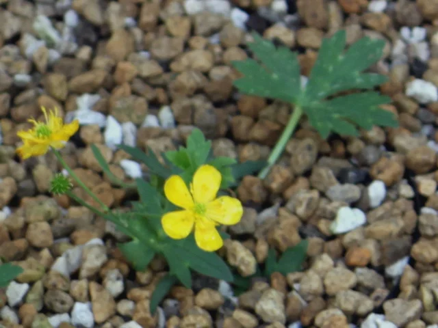 Ranunculus acris