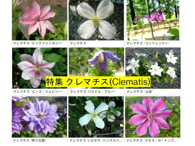 クレマチス