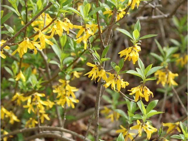Chinese syringa