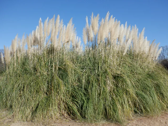 Pampas grass