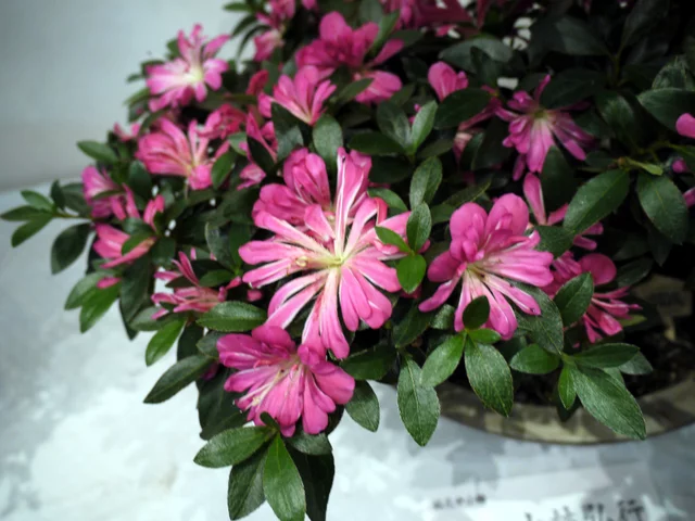 花宾