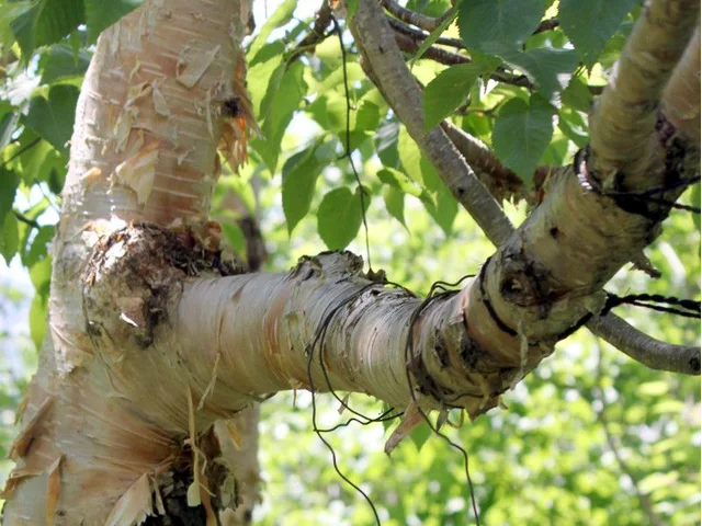 Betula ermanii