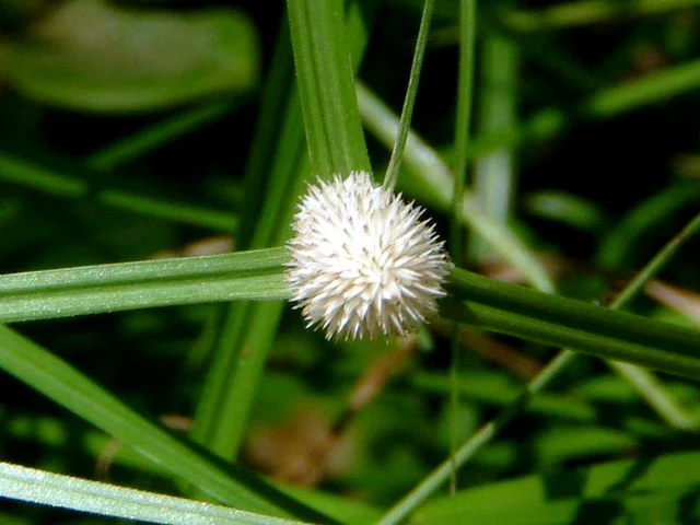 Kyllinga nemoralis
