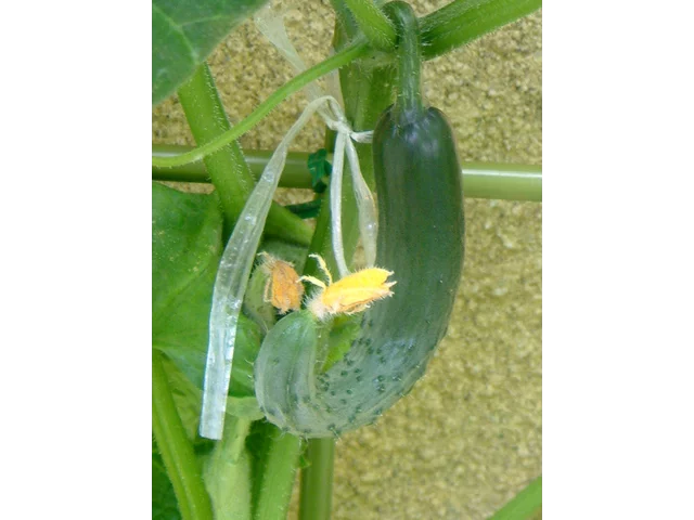 Cucumber