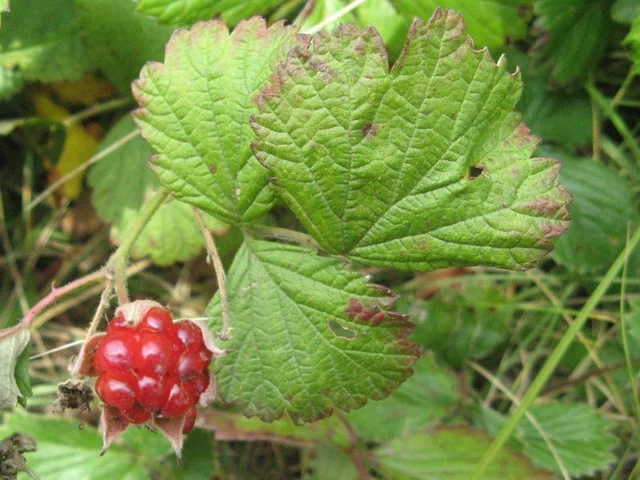 Bramble