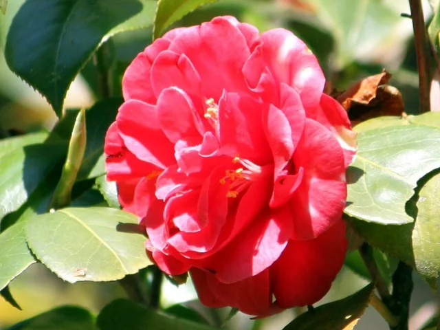 山茶 鹿儿岛