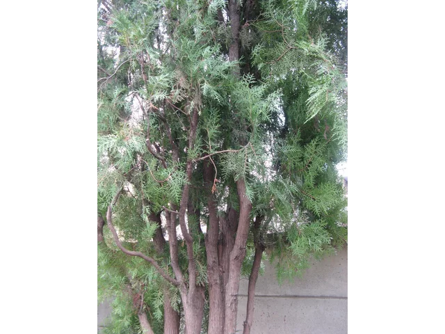 侧柏