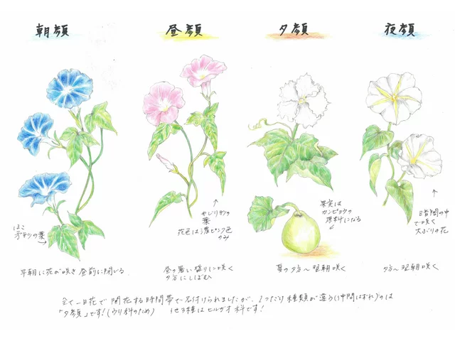 月光花