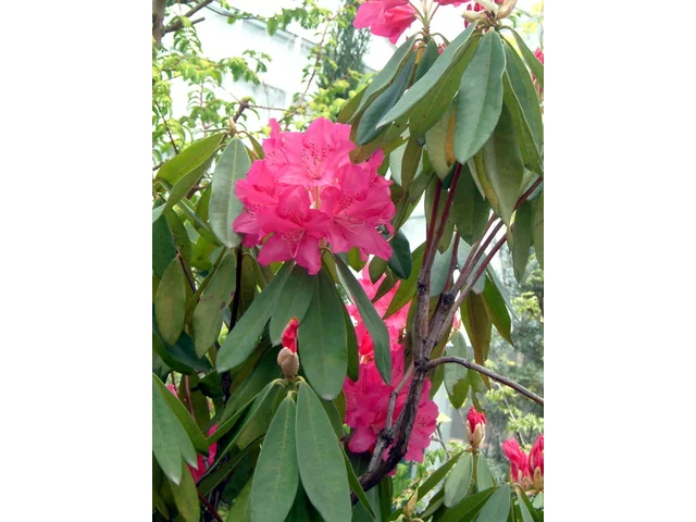 Rhododendron ‘Taiyo’