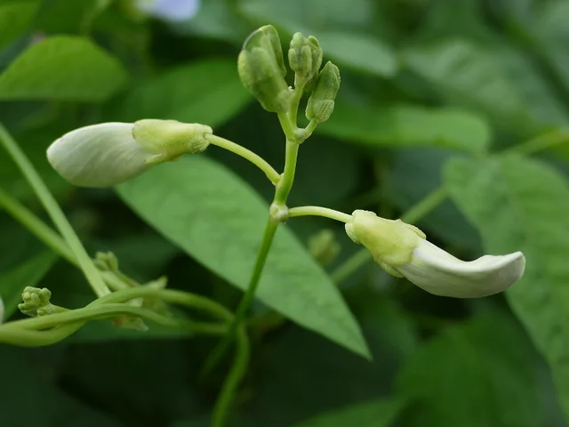 Winged bean