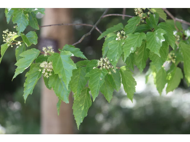 会津茶条槭