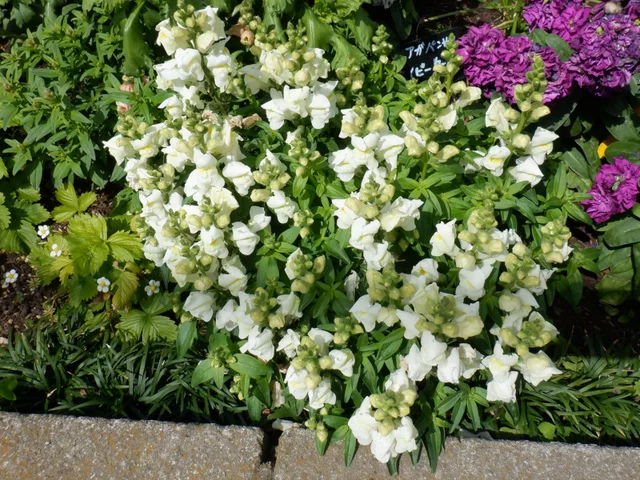 金鱼草