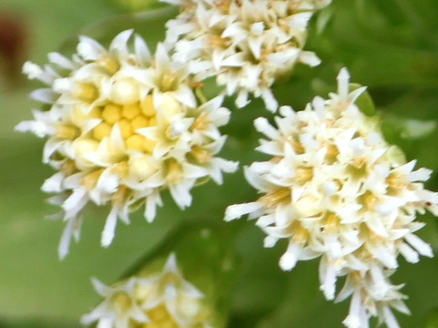 Petasites japonicus
