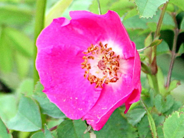 Rosa nipponensis