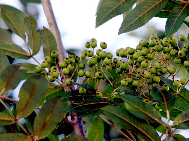 Rowan tree