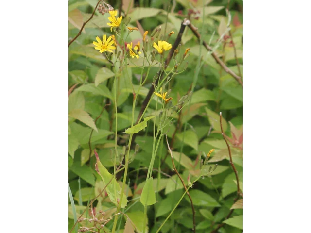 大花齒葉苦蕒菜