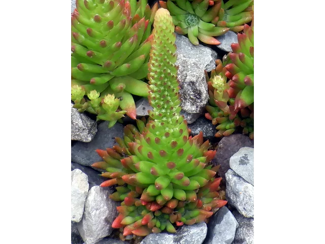 Orostachys japonica