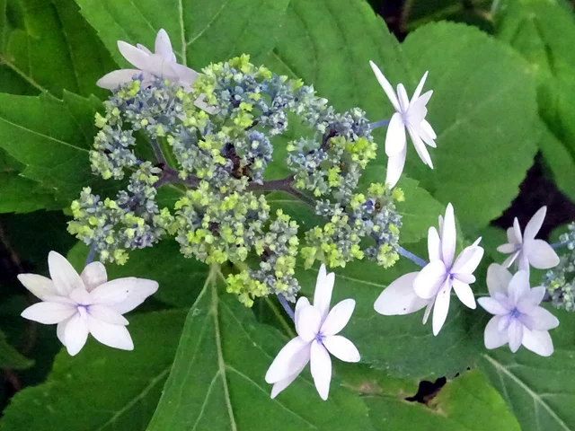 山紫陽花 '菊咲七段花'