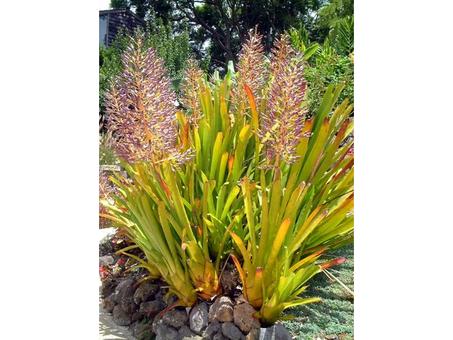 Aechmea blanchetiana