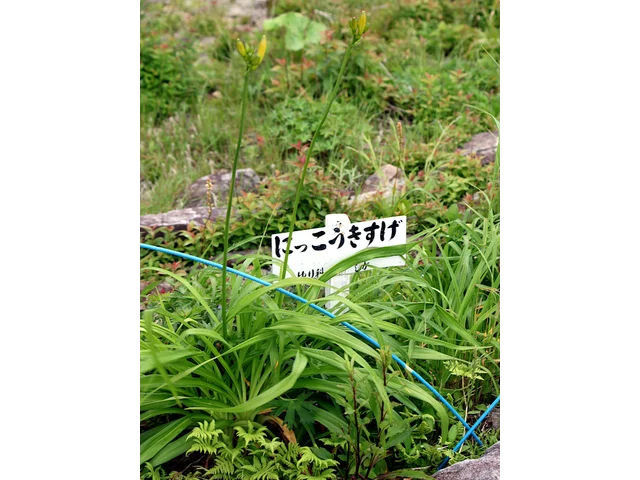 北萱草