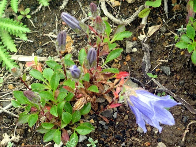 Campanula chamissonis