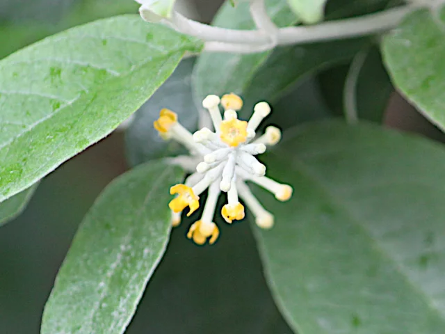 Buddleja madagascariensis