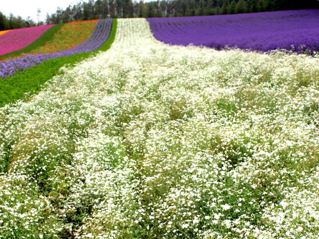 Gypsophila