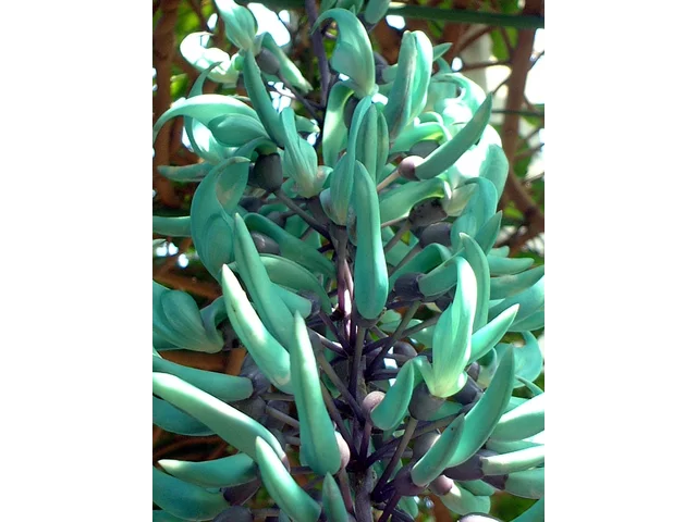 Jade vine