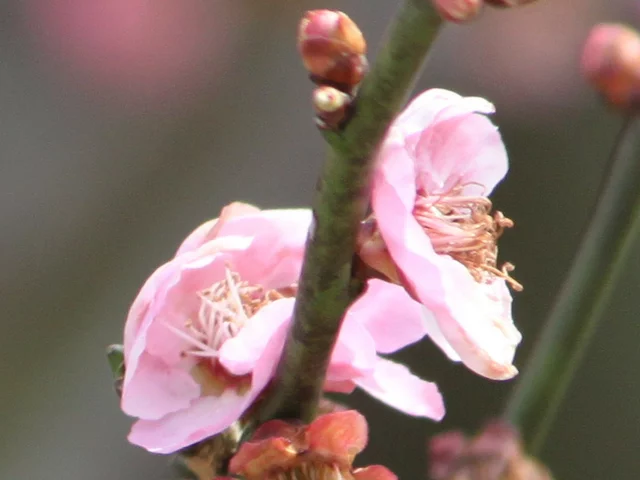 ウメ