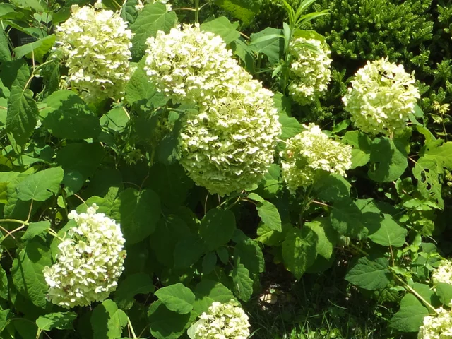 西洋紫陽花 アナベル