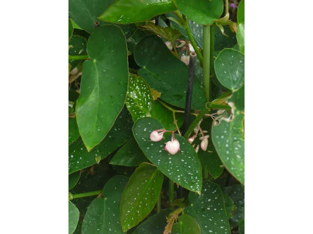 秋海棠