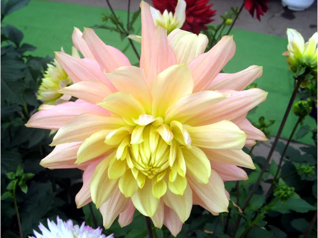 Dahlia