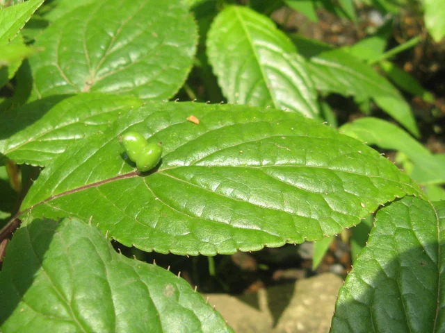 Helwingia japonica