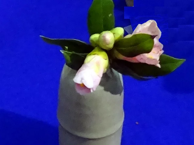山茶花 '桃千鳥'
