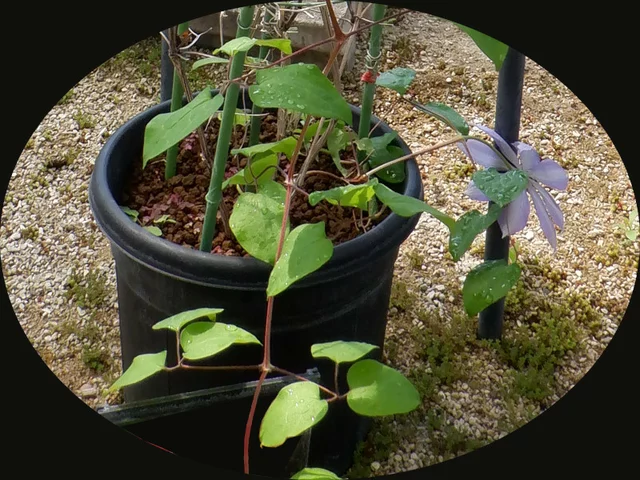 Clematis patens