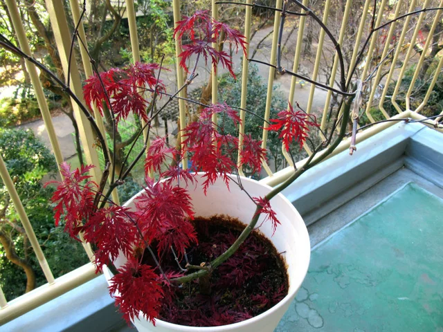 紅葉 紅枝垂