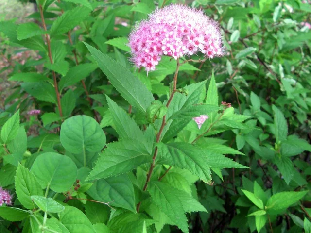 下野(S. japonica)