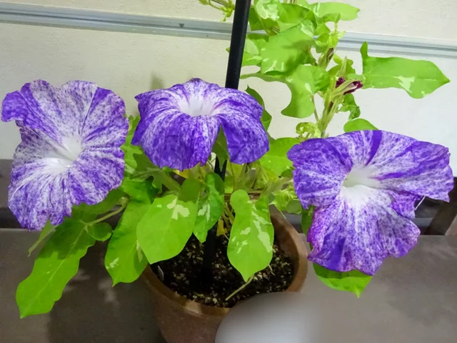 変化牵牛花 ’'辉55'