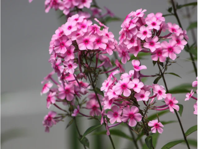 Phlox paniculata